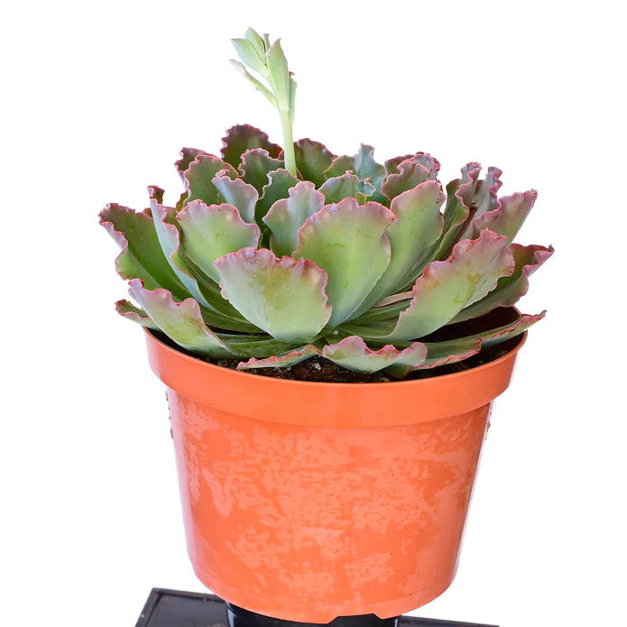 Echeveria Blue Curls 4"