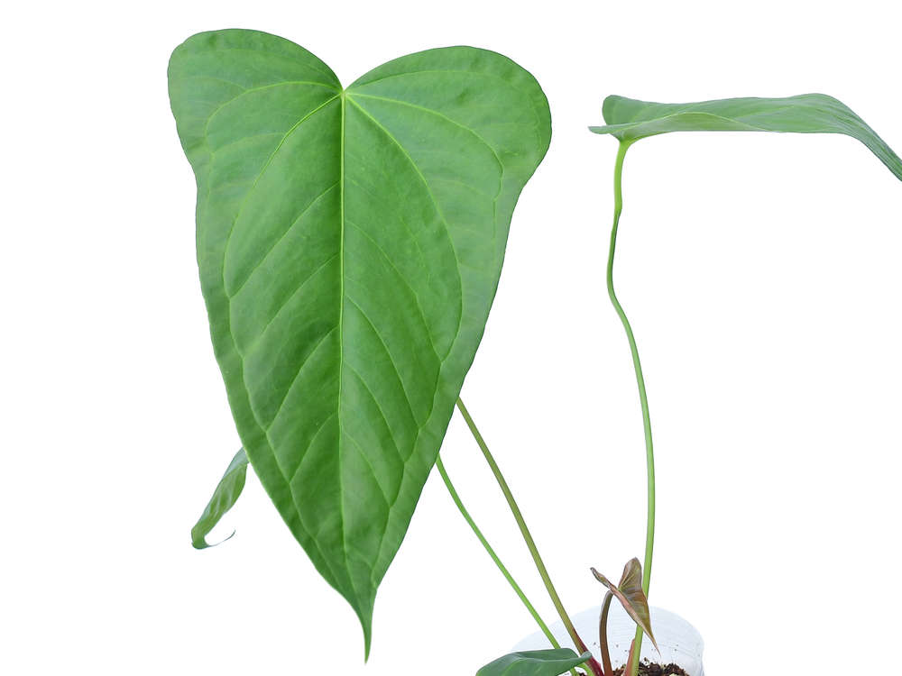 Anthurium Yasuni heart — Ecuagenera California