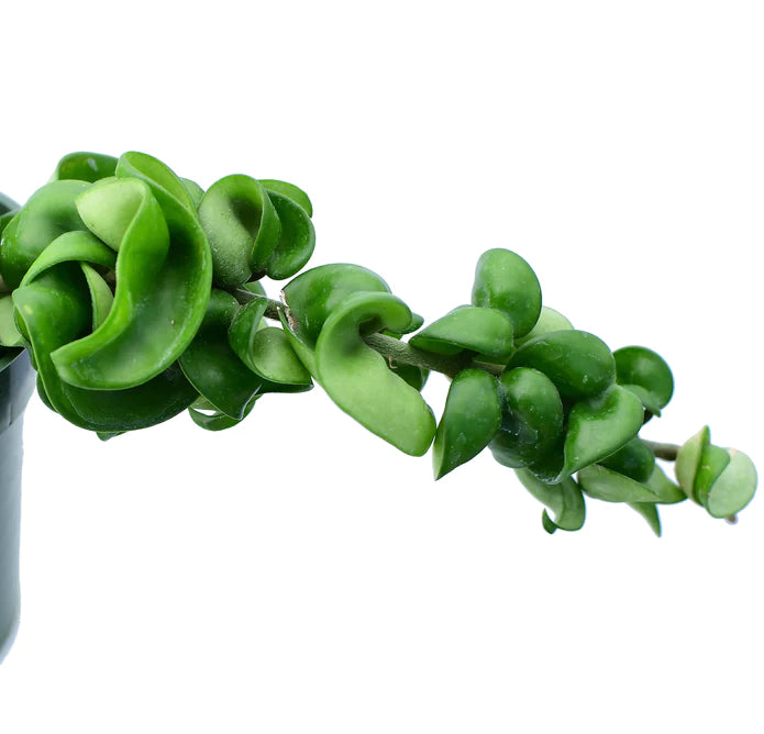 Hoya carnosa 'Compacta'