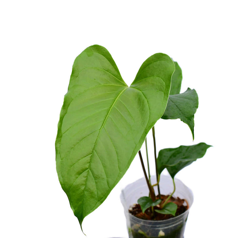 Anthurium brownii 5 (seedling)