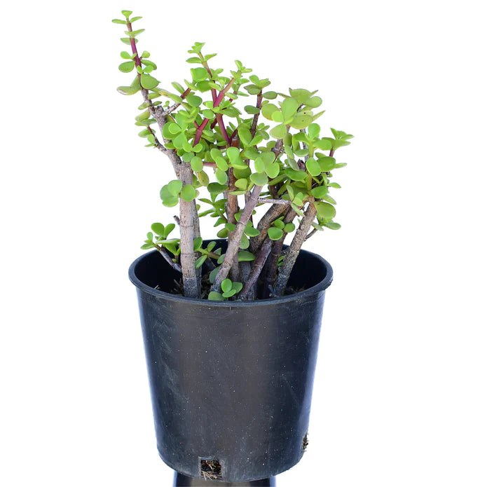 Portulacaria afra Green 1g