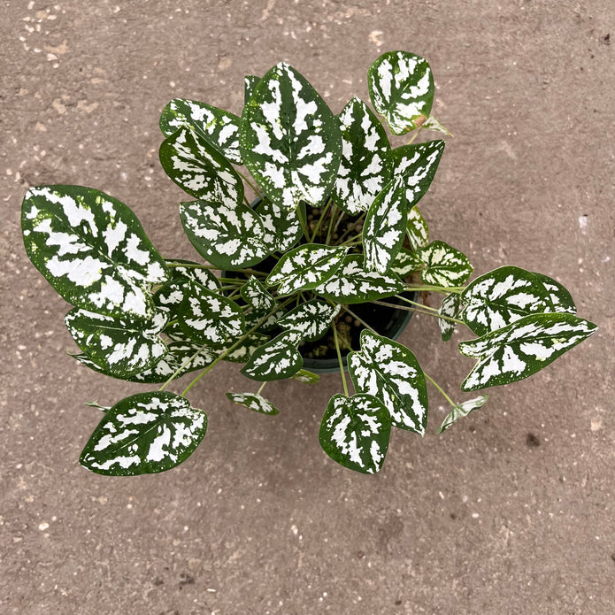 Caladium humboldtii