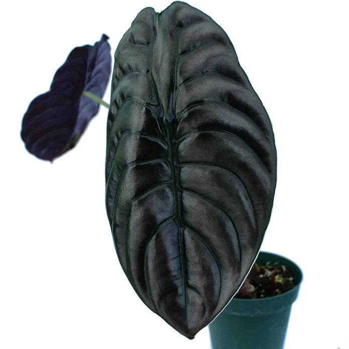 Alocasia cuprea - seedling