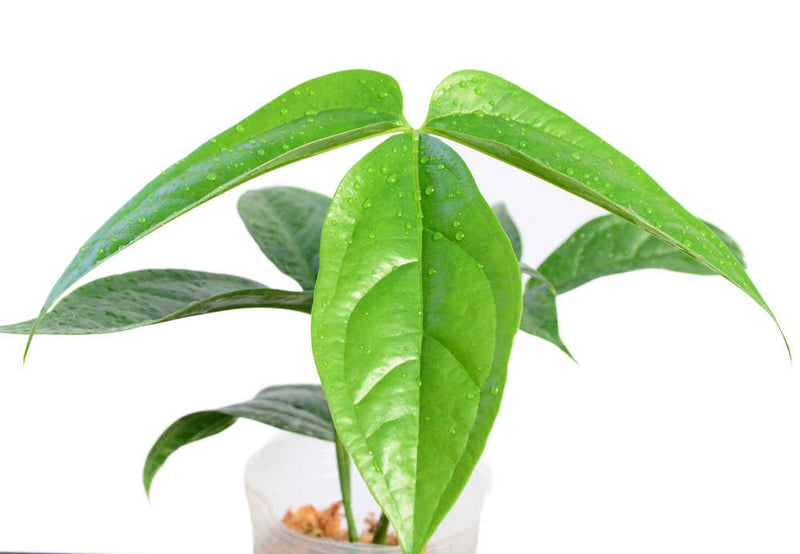 Anthurium clavigerum (seedling)