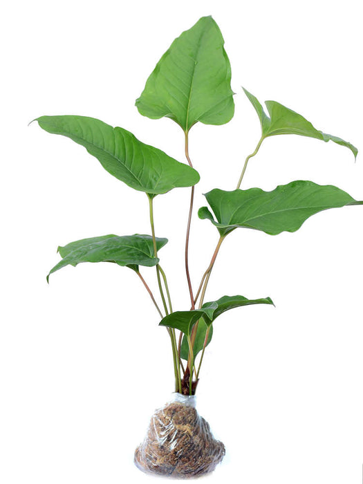 Anthurium brownii 5
