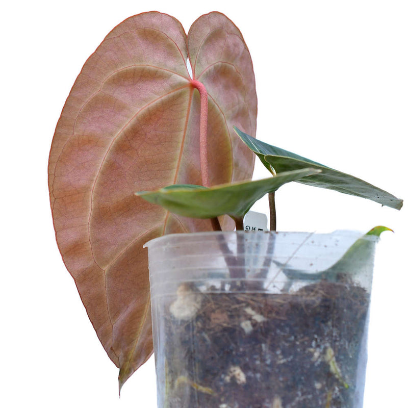 Anthurium Crystal Sky