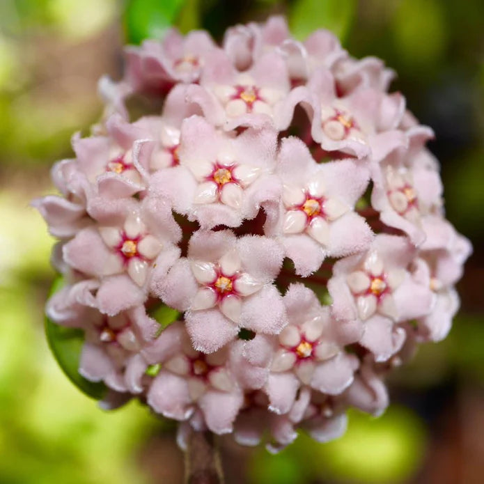 Hoya carnosa 'Compacta'