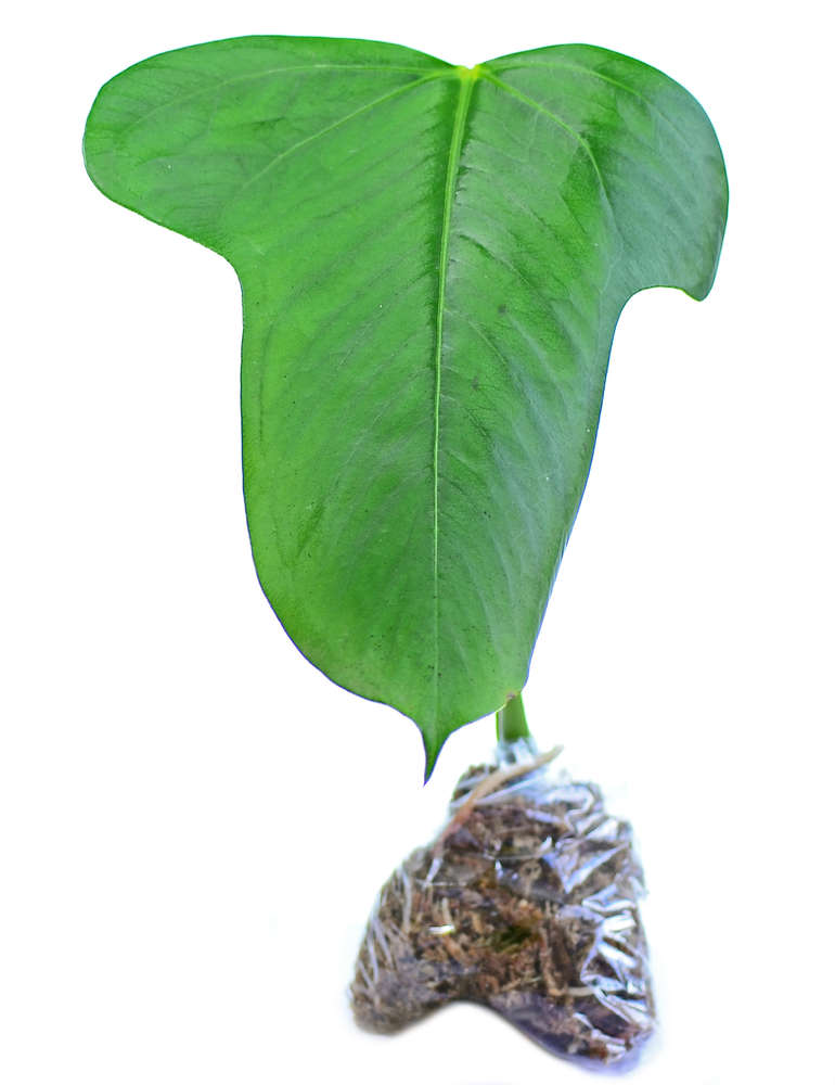 Anthurium bomboizense - seedling