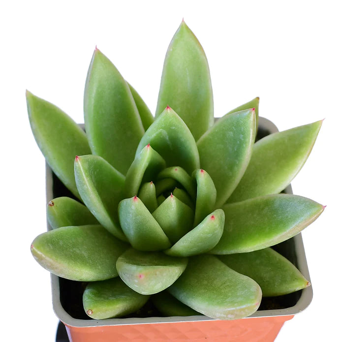 Echeveria Agavoides Lotus 6"