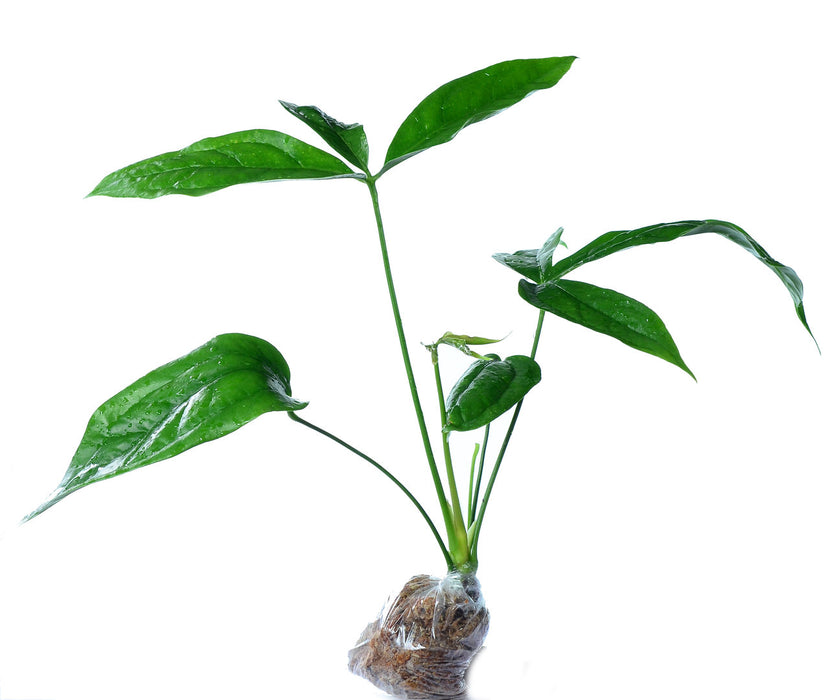 Anthurium clavigerum seedling