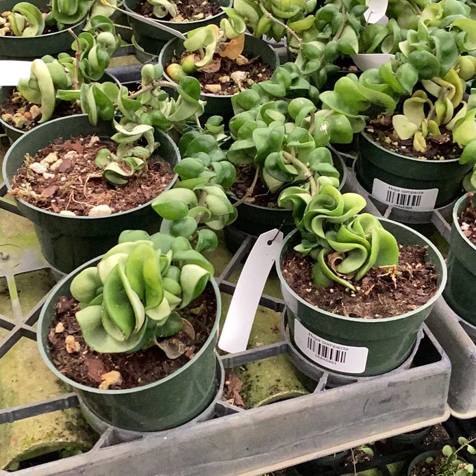 Hoya carnosa 'Compacta'