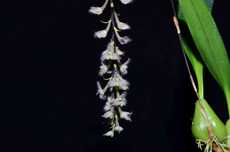 Bulbophyllum lindleyanum