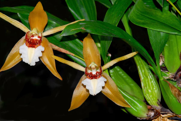 Coelogyne lawrenceana