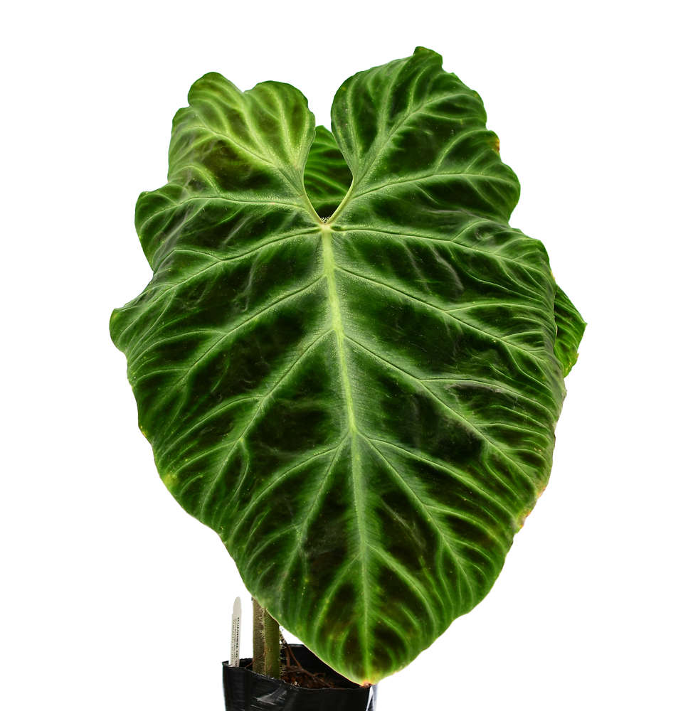 Philodendron verrucosum 2 — Ecuagenera California