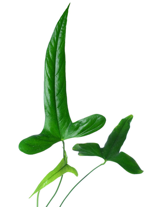Anthurium falcatum Ecuagenera - seedling