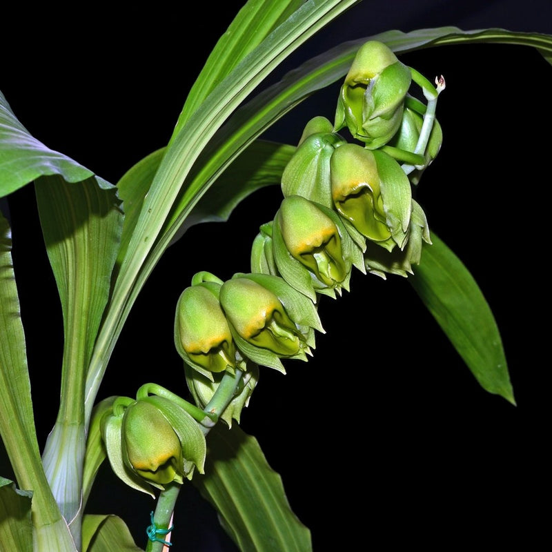 Catasetum macroglossum