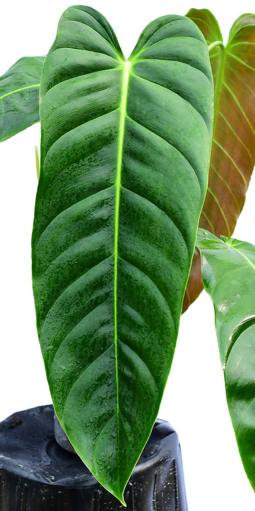 Philodendron esmeraldense narrow — Ecuagenera California