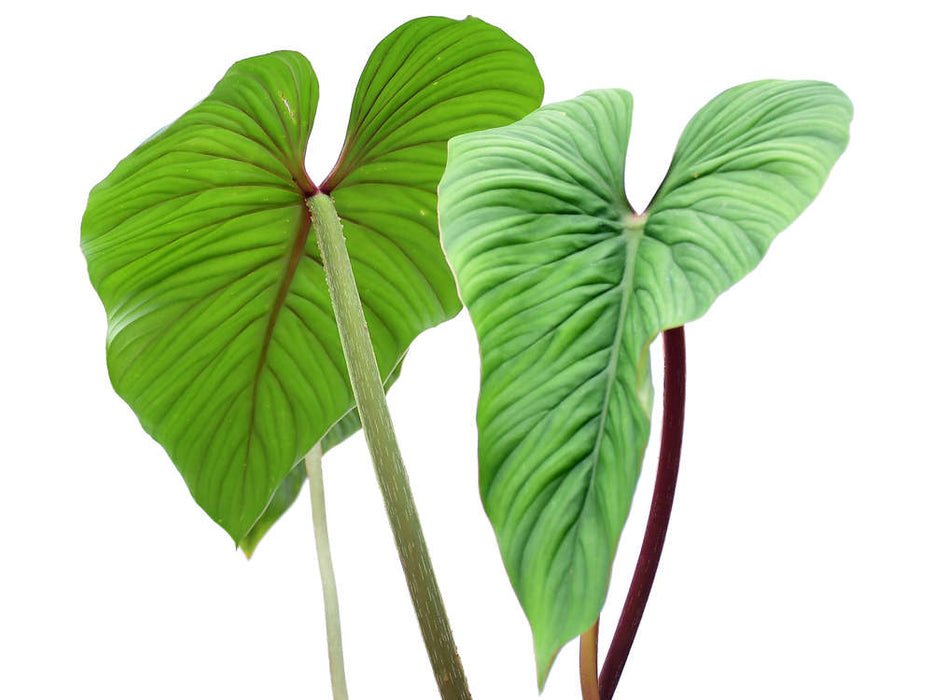 Philodendron mamei green
