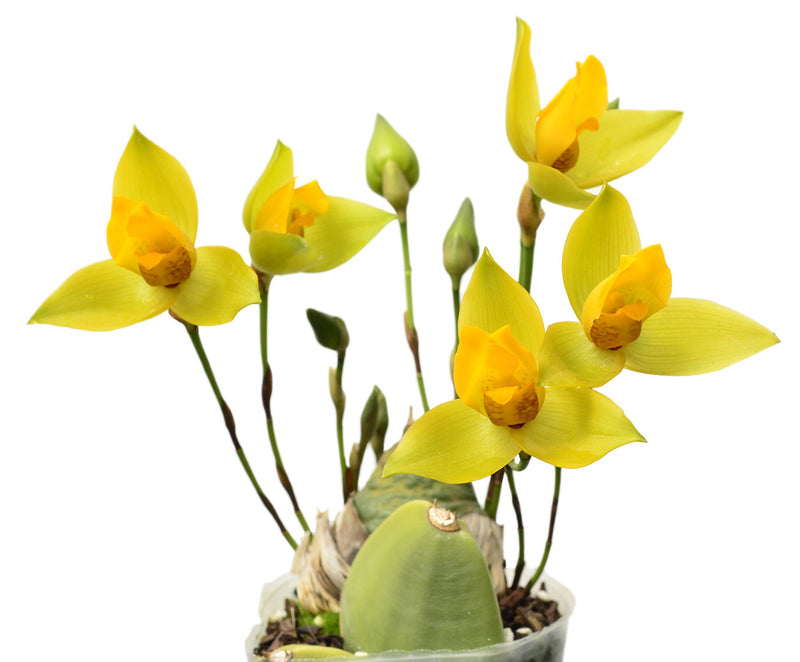Lycaste cruenta