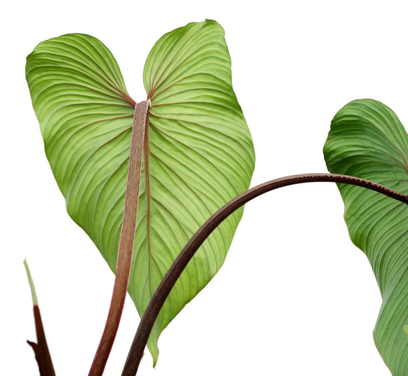 Philodendron mamei green