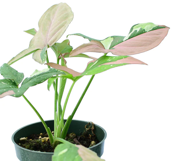 Syngonium Red Spot Tricolor