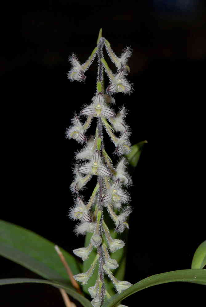 Bulbophyllum lindleyanum