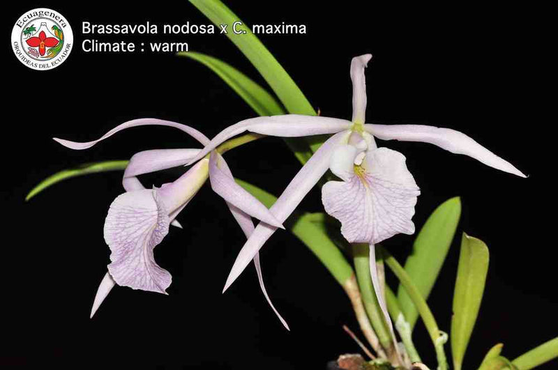 Brassocattleya Fuchs Star