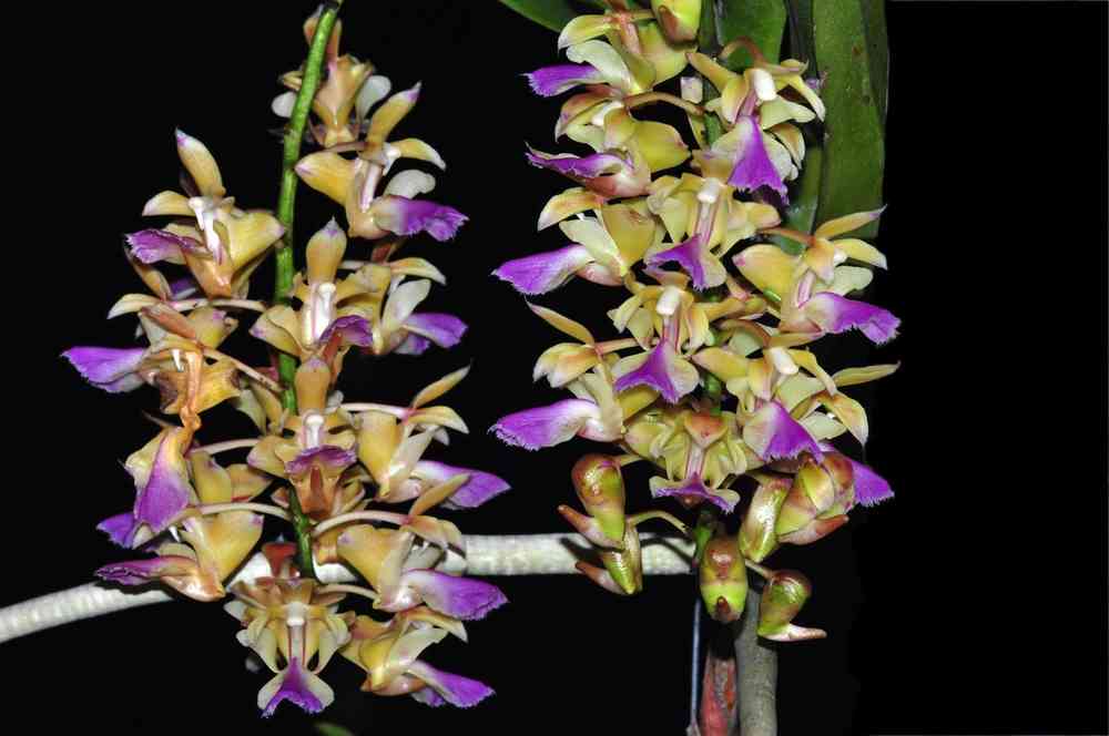 Aerides houlletiana