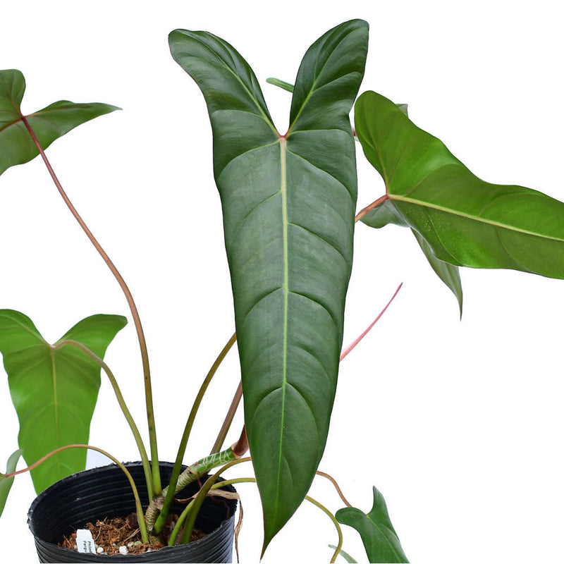 Philodendron Pangui Sunset