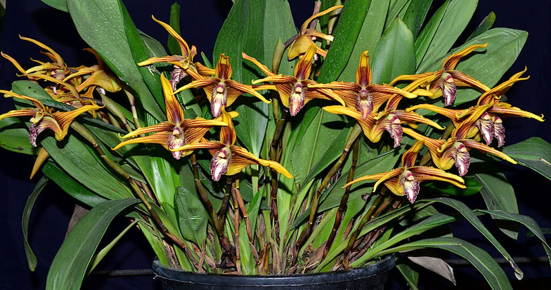 Maxillaria striata
