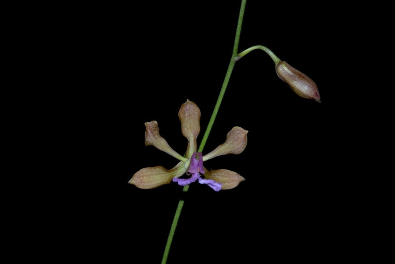 Encyclia hanburyi