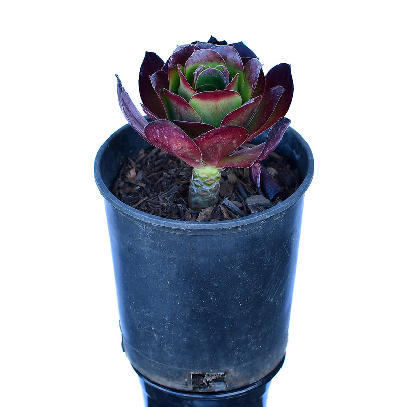Aeonium Cyclops 4"