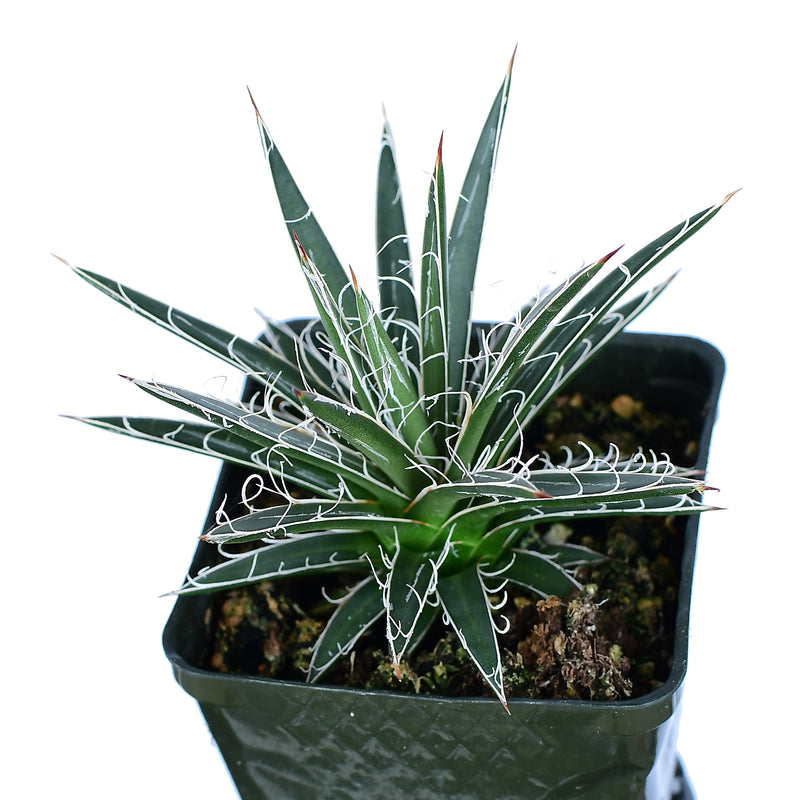 Agave leopoldii 5g