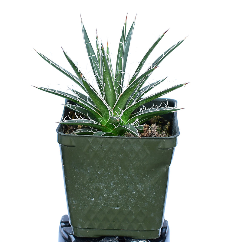Agave leopoldii 5g