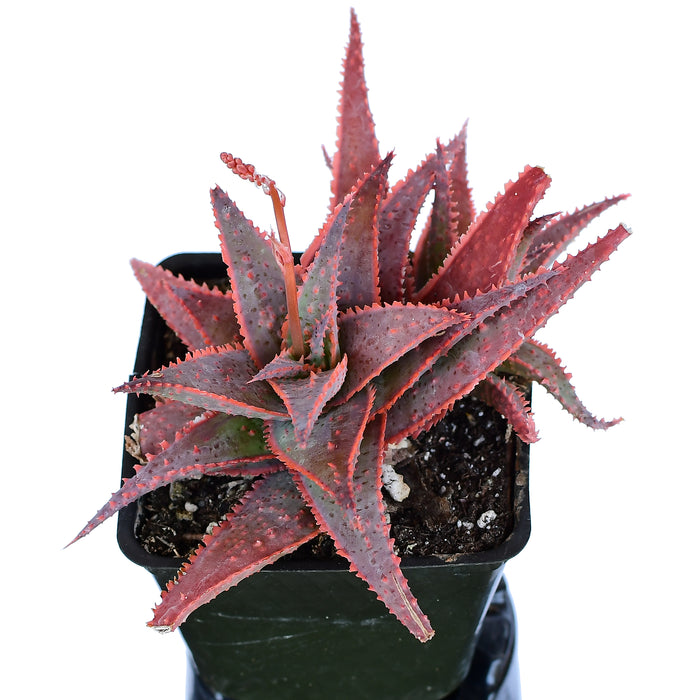 Aloe Christmas Carol 4"