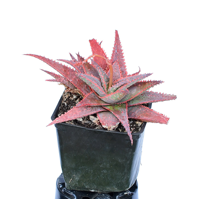 Aloe Christmas Carol 4"