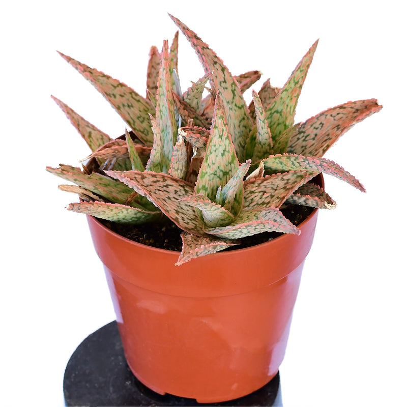 Aloe Pink Blush 4"