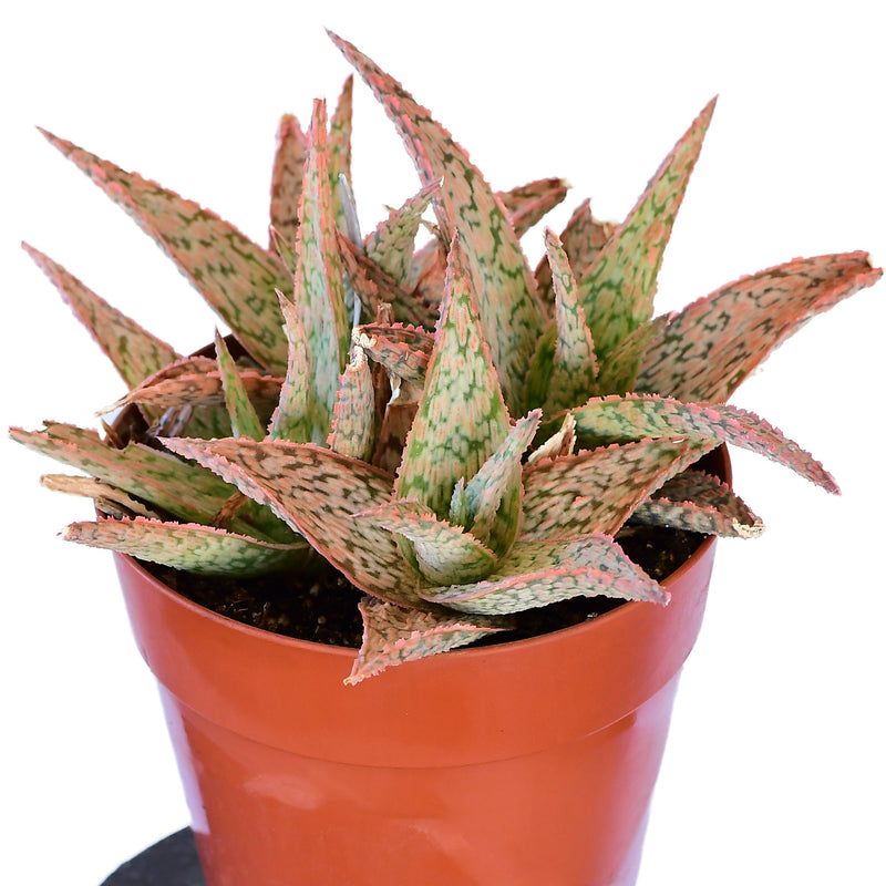 Aloe Pink Blush 4"