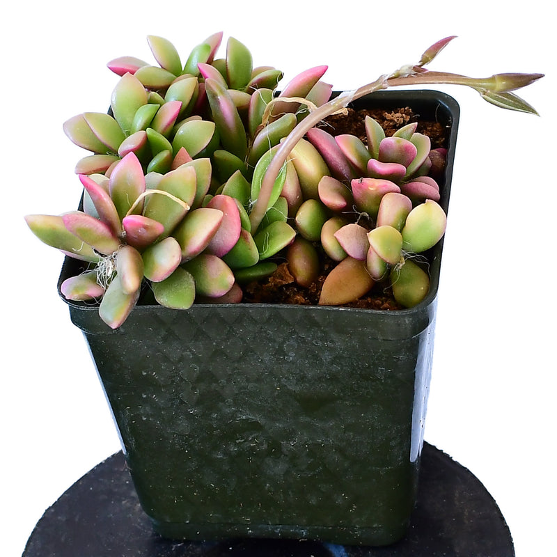 Anacampseros Tricolor 4"