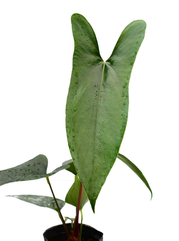 Anthurium nigrolaminum 'Gigi' (seedling)