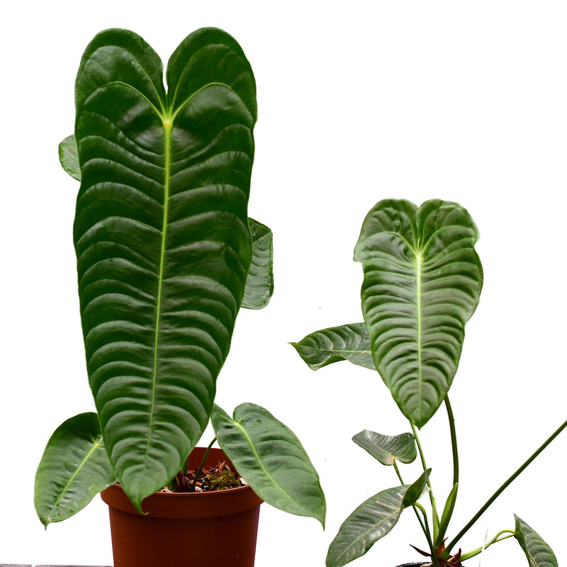 Anthurium veitchii type (big)