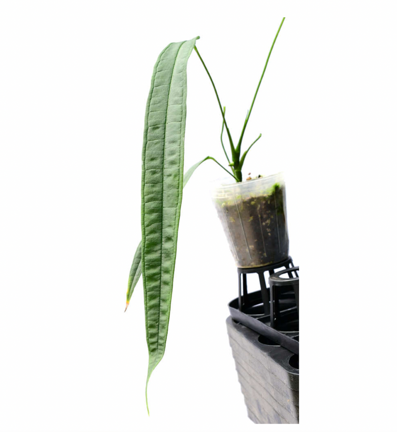 Anthurium lutheri — Ecuagenera California