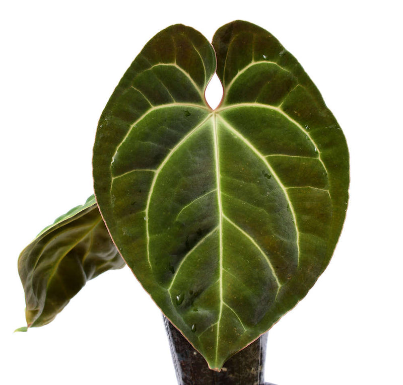 Anthurium besseae aff
