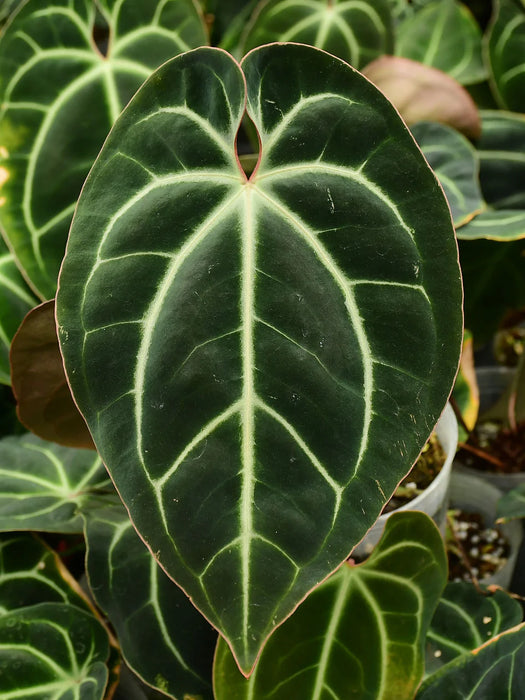 Anthurium besseae aff — Ecuagenera California Anthurium besseae aff — Ecuagenera California