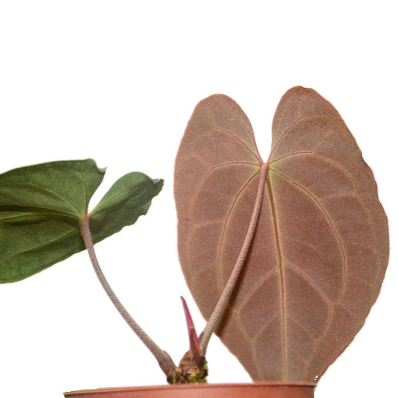 Anthurium besseae aff