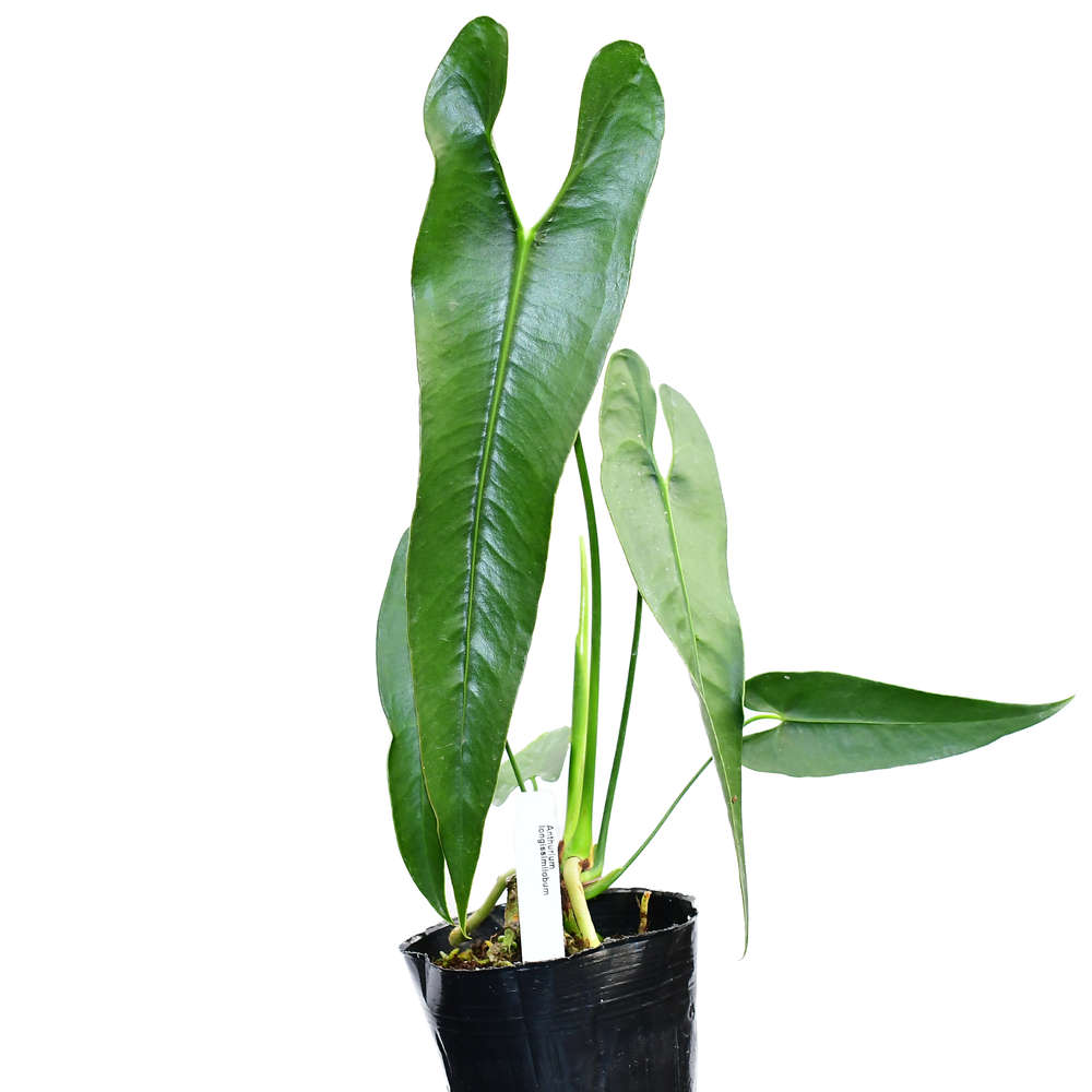 Anthurium longissimilobum — Ecuagenera California