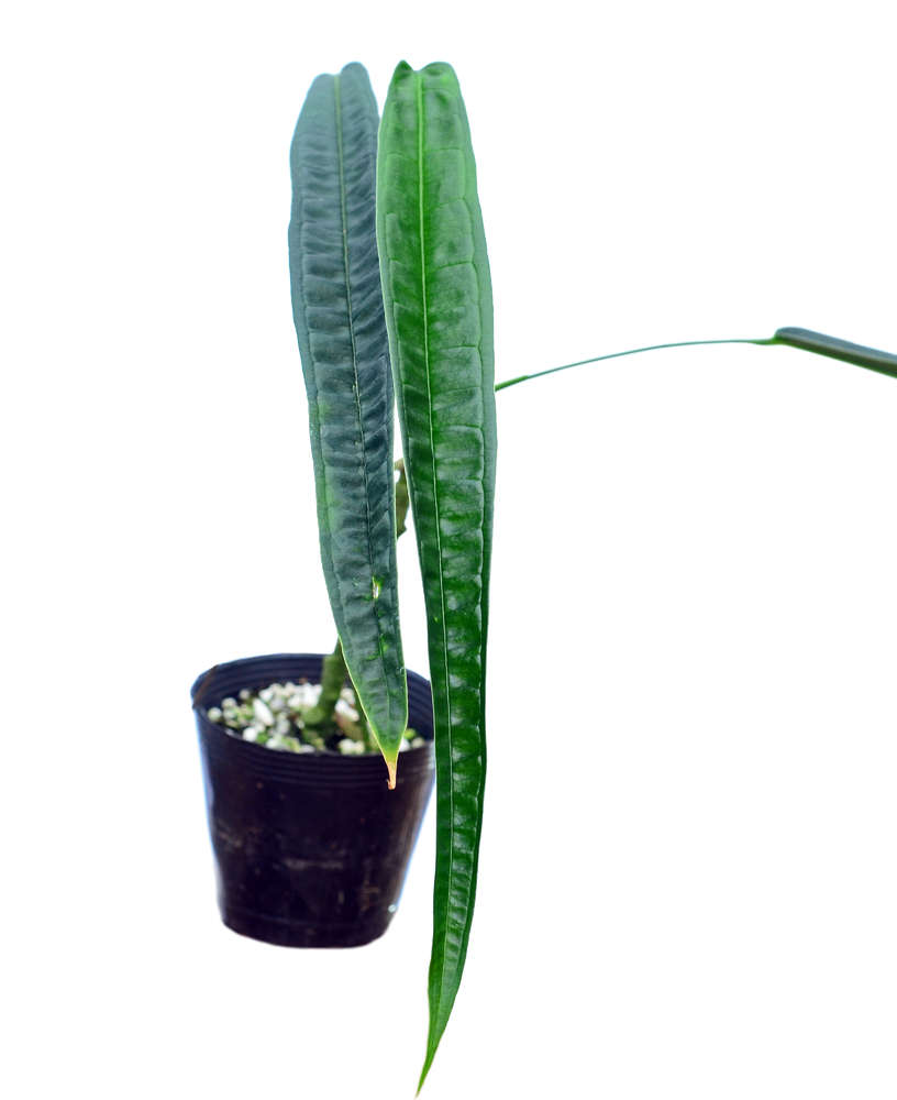 Anthurium lutheri — Ecuagenera California