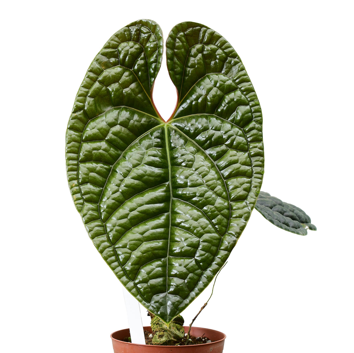 Anthurium luxurians — Ecuagenera California