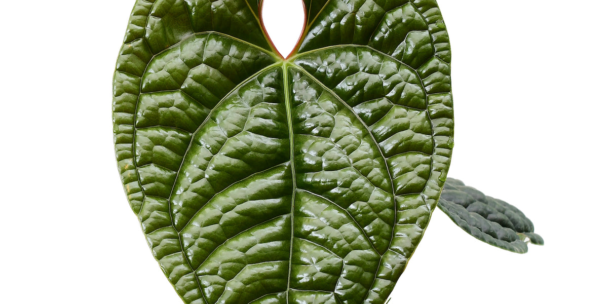 Anthurium_luxurians_1200x600_c