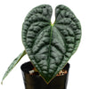 Anthurium luxurians (seedling)